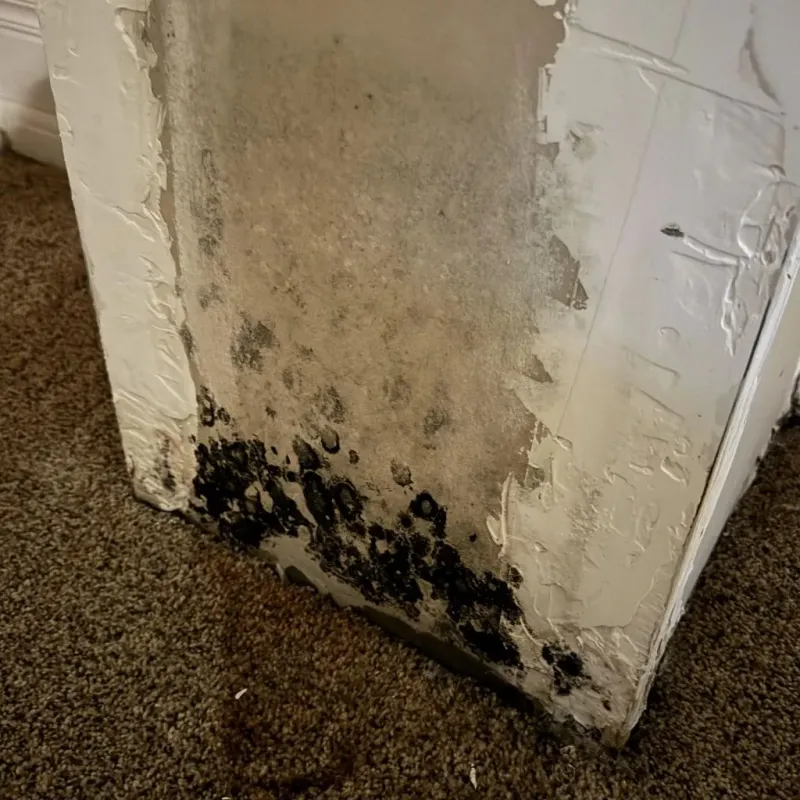 Professional Mold Removal in Dunkirk, NY